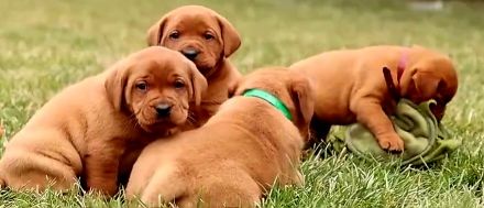 Traumhafte Labrador Retriever Welpen in FOXRED ab sofort abzugeben