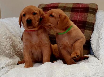 Traumhafte Labrador Retriever Welpen in FOXRED ab sofort abzugeben