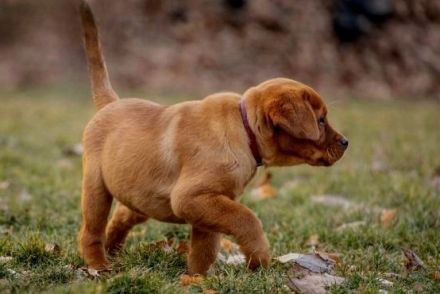 Traumhafte Labrador Retriever Welpen in FOXRED ab sofort abzugeben