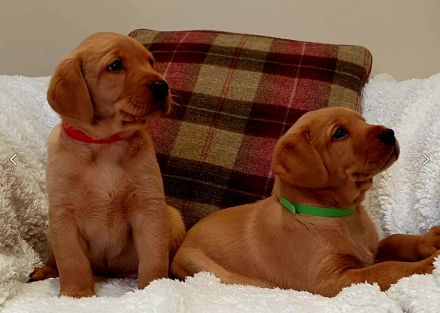 Traumhafte Labrador Retriever Welpen in FOXRED ab sofort abzugeben