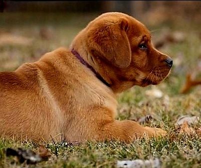 Traumhafte Labrador Retriever Welpen in FOXRED ab sofort abzugeben