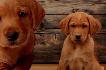 Traumhafte Labrador Retriever Welpen in FOXRED ab sofort abzugeben