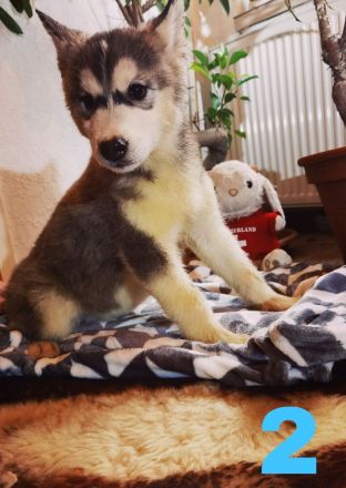 Husky Junghunde