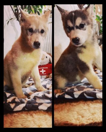 Husky Junghunde