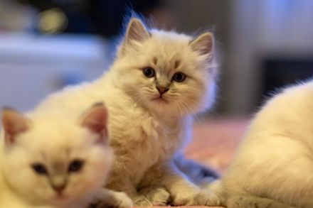 Ragdoll bkh kitten