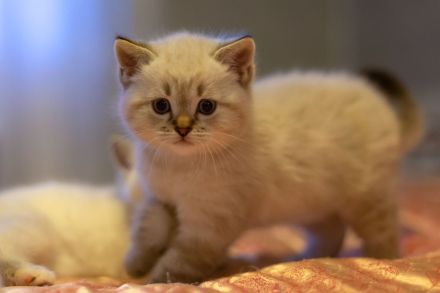 Ragdoll bkh kitten