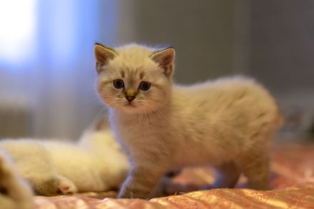 Ragdoll bkh kitten