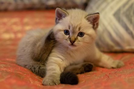 Ragdoll bkh kitten