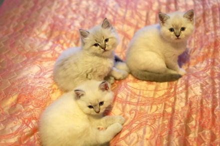 Ragdoll bkh kitten