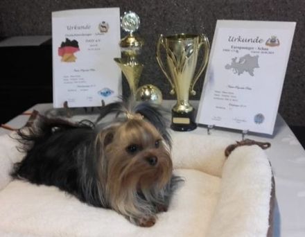 Yorkshire-Terrier Welpen, reinrassig, mit Ahnentafel abgabebereit.
