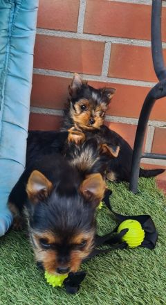 Yorkshire-Terrier Welpen, reinrassig, mit Ahnentafel abgabebereit.