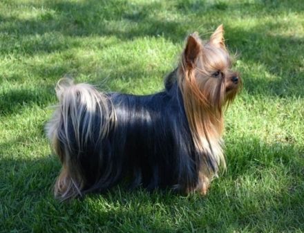 Yorkshire-Terrier Welpen, reinrassig, mit Ahnentafel abgabebereit.
