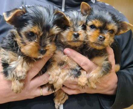 Yorkshire-Terrier Welpen, reinrassig, mit Ahnentafel abgabebereit.