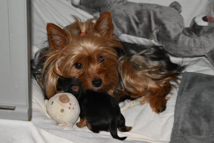 Yorkshire-Terrier Welpen, reinrassig, mit Ahnentafel abgabebereit.