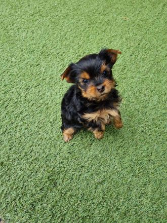 Yorkshire-Terrier Welpen, reinrassig, mit Ahnentafel abgabebereit.