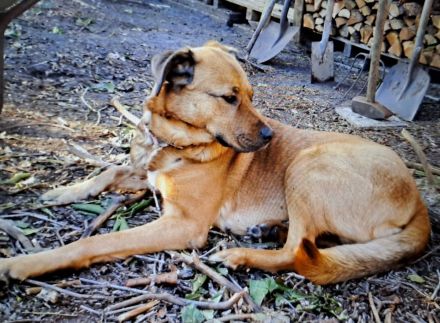 Mischling Hündin sucht dringend schönesZuhause!!!