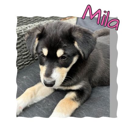 Australian Shepherd-Husky Welpen