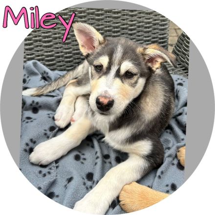 Australian Shepherd-Husky Welpen