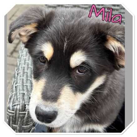 Australian Shepherd-Husky Welpen