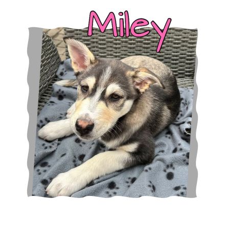 Australian Shepherd-Husky Welpen