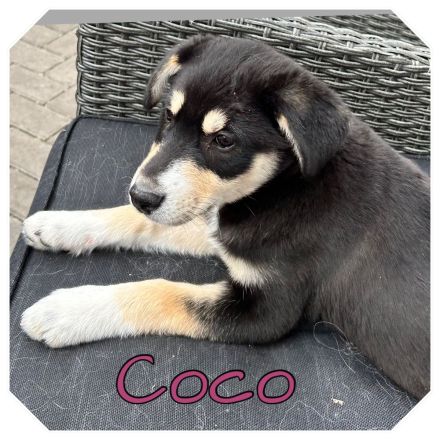 Australian Shepherd-Husky Welpen