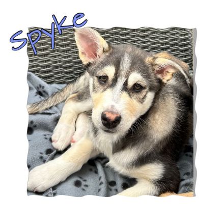 Australian Shepherd-Husky Welpen