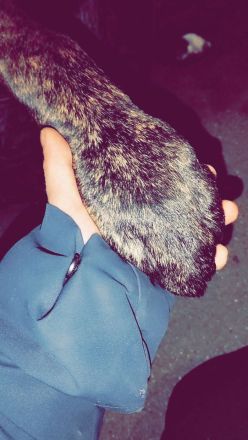 Ice sucht dringend ein neues Zuhause ❤️