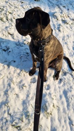 Ice sucht dringend ein neues Zuhause ❤️