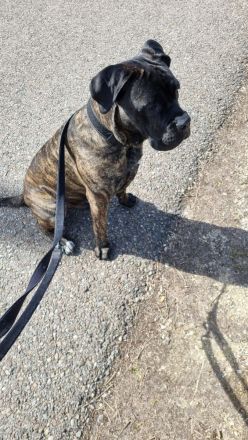 Ice sucht dringend ein neues Zuhause ❤️