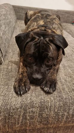 Ice sucht dringend ein neues Zuhause ❤️