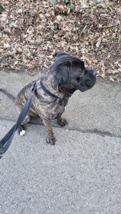 Ice sucht dringend ein neues Zuhause ❤️