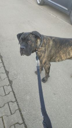 Ice sucht dringend ein neues Zuhause ❤️