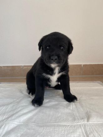 6 Labrador mischlings Welpen