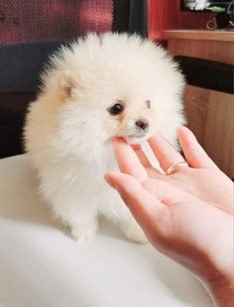 Zwergspitz/Pomeranian