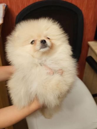 Zwergspitz/Pomeranian