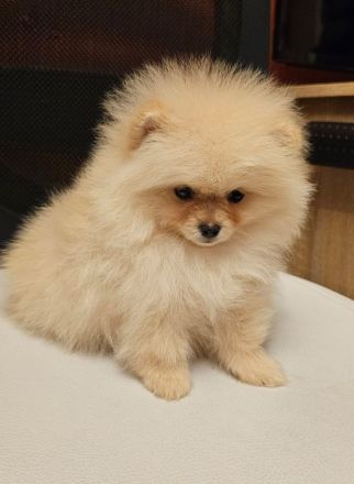 Zwergspitz/Pomeranian