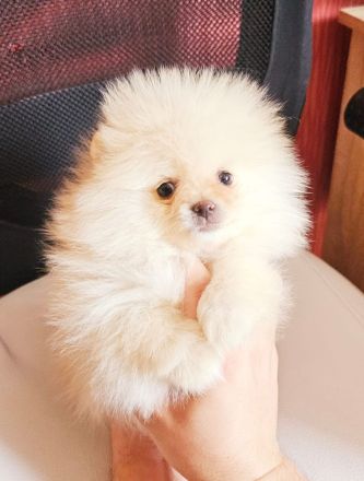 Zwergspitz/Pomeranian