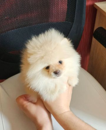 Zwergspitz/Pomeranian