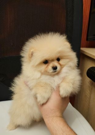 Zwergspitz/Pomeranian