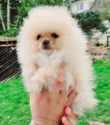 Zwergspitz/Pomeranian