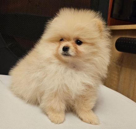Zwergspitz/Pomeranian