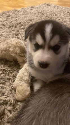 Husky Welpen