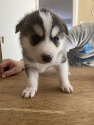 Husky Welpen