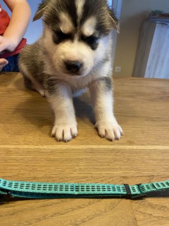 Husky Welpen