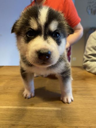 Husky Welpen