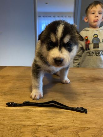 Husky Welpen