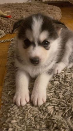 Husky Welpen