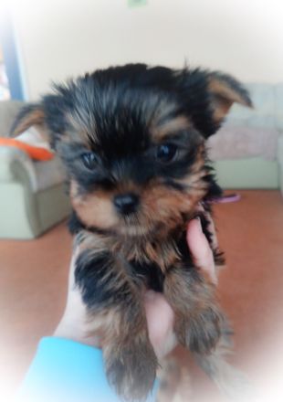 Mini Yorkshire Terrier