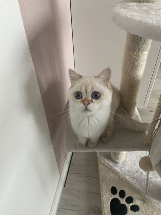 BKH Black Silver Shaded