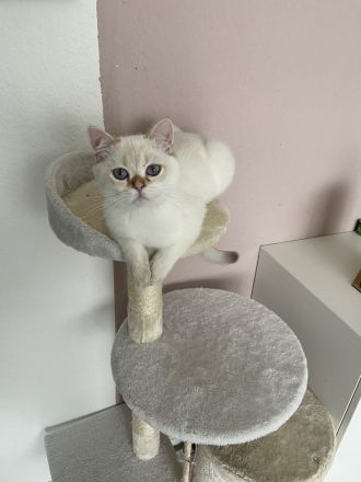 BKH Black Silver Shaded